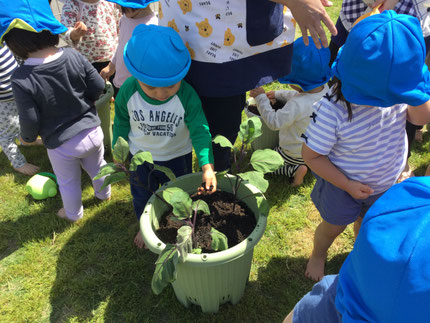 　こちらは、苗です。苗を入れて、土を入れて植えました。