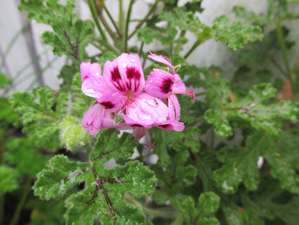 rose geranium