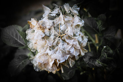 Dentelles d'hortensia