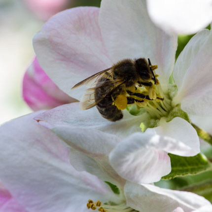 Abeille et fleur de pommier