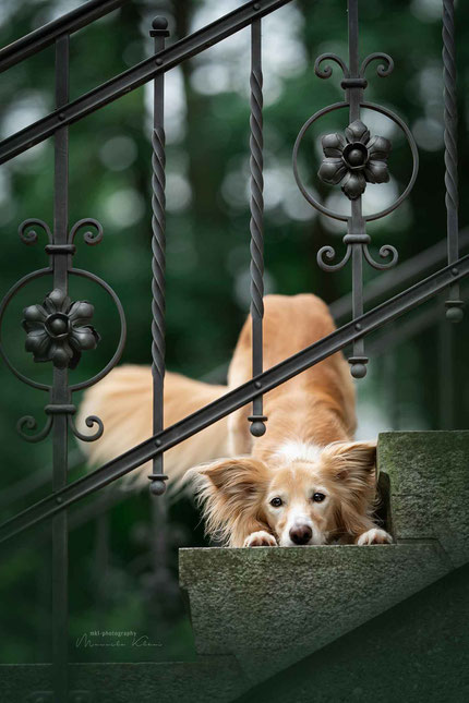 Hundeshooting in der Stadt mit einer Silken Hündin, die Tricks gelernt hat.