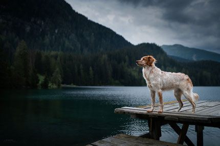 Jagdhund auf Steg am See mit dunklen Wolken, kurz vor einem Gewitter