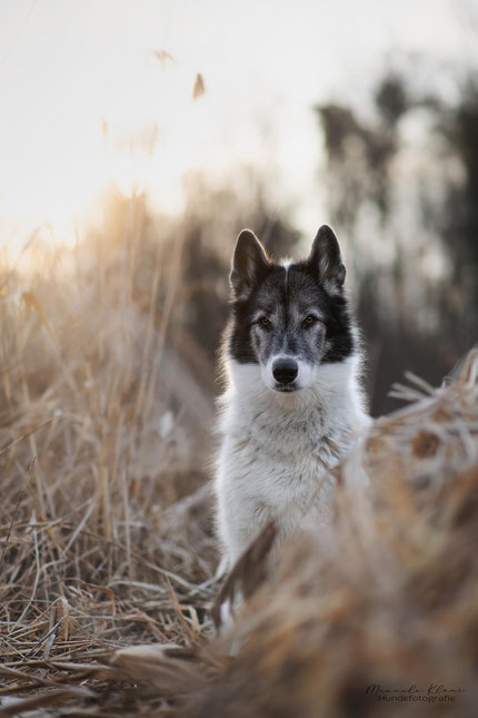 Grönlandhund im Gegenlicht