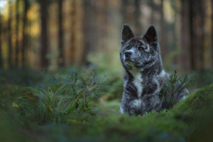 Akita Hündin im Herbstwald