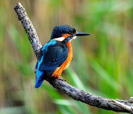 Kleurrijke Kingfisher vogel in de natuur van Borneo in Maleisië