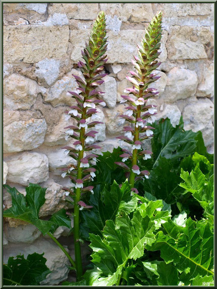 Acanthes contre un mur dans une ruelle à Talmont-sur-Gironde, Charente-Maritime