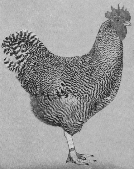 Sehr typischer Junghahn ~ 1965 mit einer sehr schönen Rückenlinie. Das größte Manko der damaligen Hähne zeigt auch dieser Hahn - das spärliche bzw. lückenhafte Schwanzgefieder.