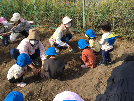 今日は、たかはまこども園の畑で芋掘りをしました。「どこにあるかな？」「おいもちょっと見えた！」とみんなで一生懸命お芋を探していました。