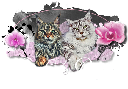 orchidpaws-mainecoons Webseite!