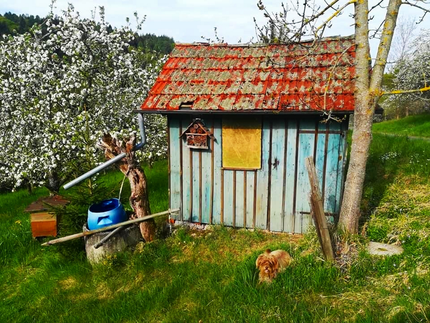 Frühling am Wegesrand - entdeckt beim Gassigehen - ©Sandi 