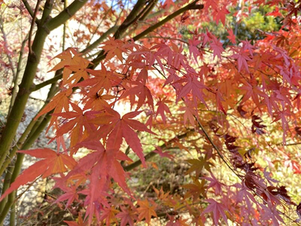 実家の紅葉がとても綺麗だったので、おすそ分けです(*^^*)