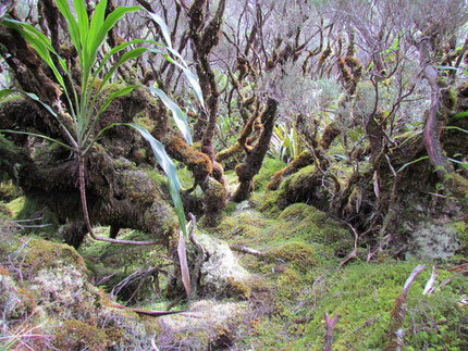 Forêt de Bélouve, Réunion