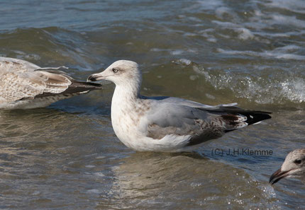 Silbermöwe (Larus argentatus). An den Nordseeküsten Mitteleuropas die häufigste der sogenannten Großmöwen. In der Bildmitte ein Vogel in seinem dritten Lebensjahr. Küste bei Zoutelande, NL [September]