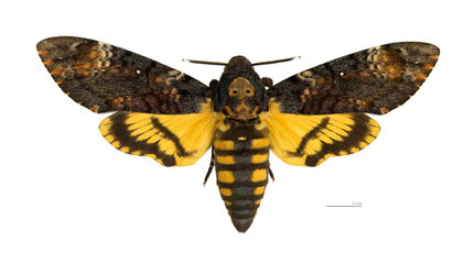 Acherontia atropos