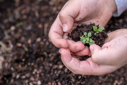 borra de cafe, cafe milodo, para que usar la borra del café, café para las plantas, cafe como abono