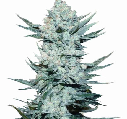 Girl Scout Cookies Cannabis Sorte