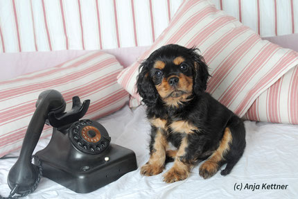 Kontakt - Lechwehr Cavaliere / Cavalier King Charles Spaniel vom Lechwehr