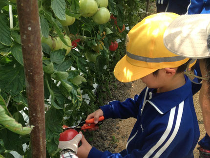 食育・体験学習でトマト収穫（写真）