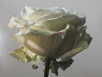 Witte roos met waterdruppels III
