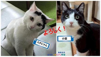 はちわーれピアノ教室の由来