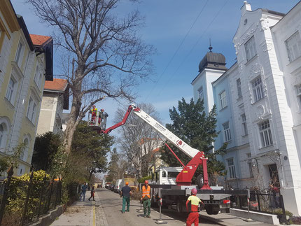 Baumpflege, Gartengestaltung, Baumfällung, Baumabtragung, Rodungsarbeiten, Wurzelstockentfernung, Baumfällungen mit der Hubarbeitsbühne oder mittels Seilklettertechnik