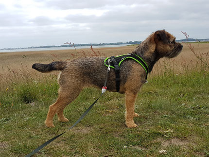 border terrier mira border terrier und mini american shepherd
