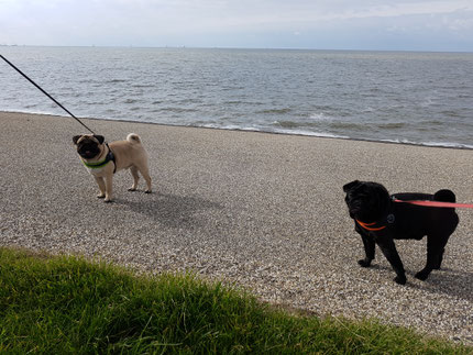 Mopsen aan zee