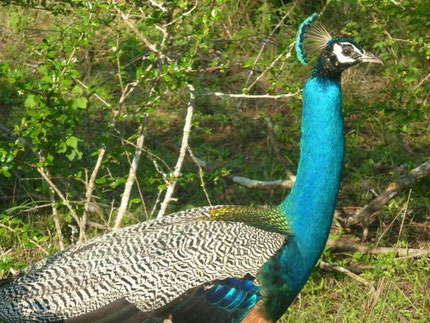 Bild: Pfau