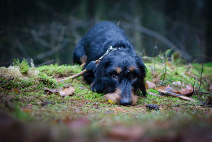 (c) www.gundi-hund.de | GUNDI - Gesund & Intelligent | Hundetraing und Hundeernährungsberatung