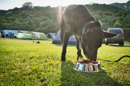 (c) www.gundi-hund.de | GUNDI - Gesund & Intelligent | Hundetraing und Hundeernährungsberatung
