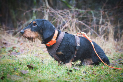 (c) www.gundi-hund.de | GUNDI - Gesund & Intelligent | Hundetraing und Hundeernährungsberatung
