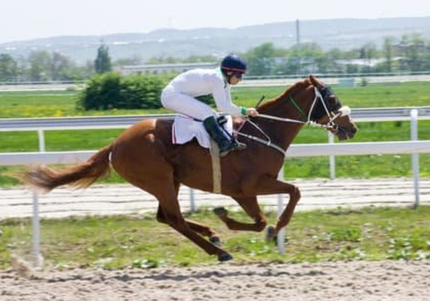 libération émotionnelle des chevaux - méthode LEAA