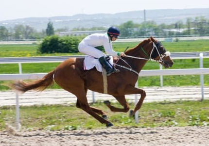 libération émotionnelle des chevaux  - méthode LEAA