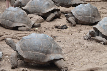 Heute leben über 100 Tiere auf Prison Island
