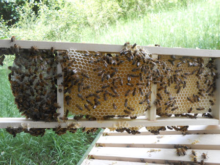 Der leere Holzrahmen wird ins Bienenvolk gegeben und die Bienen errichten den Wabenbau.