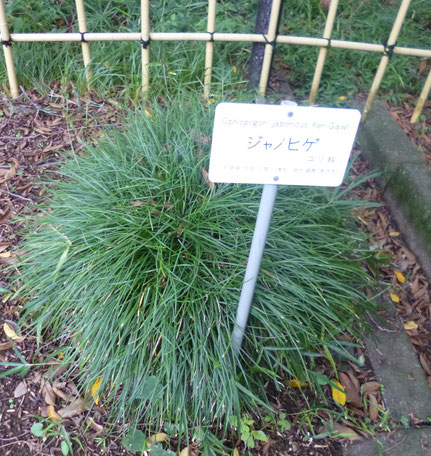 ジャノヒゲ　小石川植物園