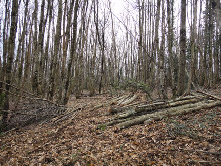 Châtaigneraie à Courniou (17 km)