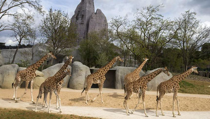 visite guidée zoo de Vincennes