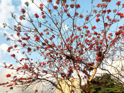 Close-up of a Flowering Flame Tree at Rizal Park (5th Image)