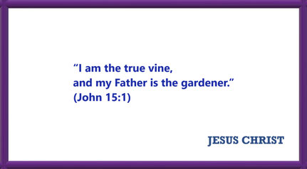 I AM Quotes from JESUS: I am the true vine - John 15:1: “I am the true vine, and my Father is the gardener.”