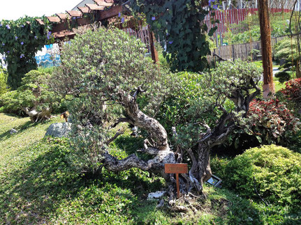 Philippines 2 The Garden In Cuidad De Victoria In Bocaue Bulacan Expressions