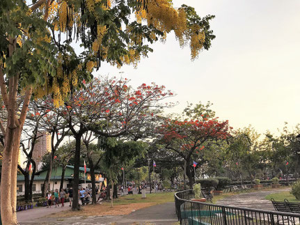Flowering Flame Trees at Rizal Park (3rd Image)