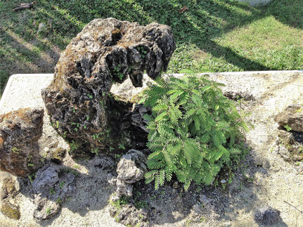 Philippines 2 The Garden In Cuidad De Victoria In Bocaue Bulacan Expressions