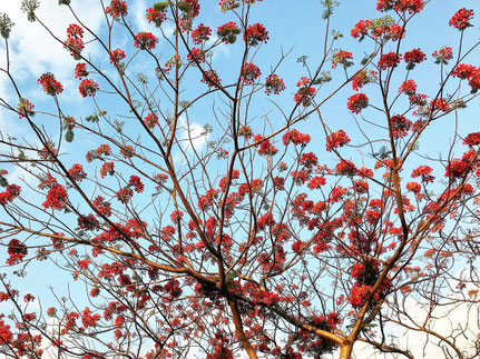 Close-up of a Flowering Flame Tree at Rizal Park (6th Image)