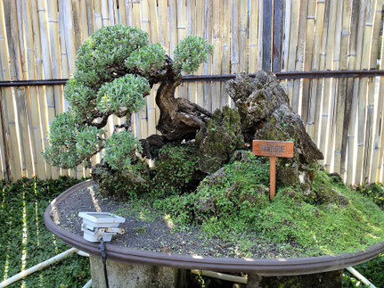 Philippines 2 The Garden In Cuidad De Victoria In Bocaue Bulacan Expressions