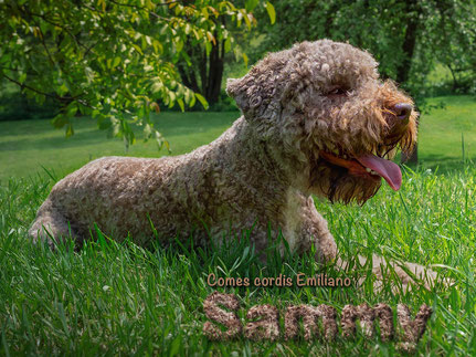 Comes cordis Emiliano »Sammy«  x  Ariela