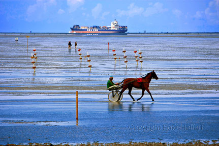 Pferderennen im Watt in Cuxhaven