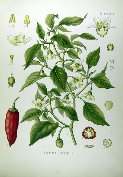 Capsicum annuum