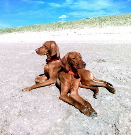 Urlaub mit Hunden am Meer