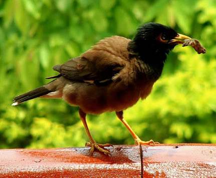 bird / Photo de Crystal Jones